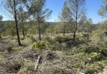 Petrer realiza trabajos de prevención de incendios en Xorret de Catí