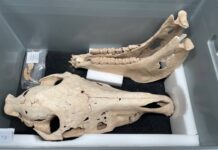 La colección de equinos del periodo romano regresa a Villena tras varios estudios en Valencia