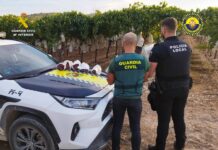 Sorprendidos mientras robaban 100 kilos de Uva Embolsada del Vinalopó en Monforte del Cid