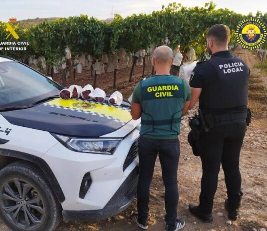 Sorprendidos mientras robaban 100 kilos de Uva Embolsada del Vinalopó en Monforte del Cid