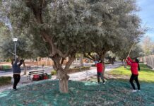 Ayuntamiento de Petrer y Cáritas renuevan el convenio para la recogida de la oliva en suelo público