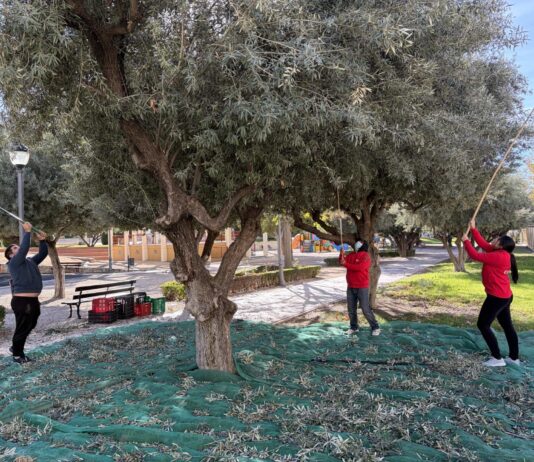 Ayuntamiento de Petrer y Cáritas renuevan el convenio para la recogida de la oliva en suelo público