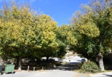 El Pinós mejora la seguridad de los olmos de Las Encebras