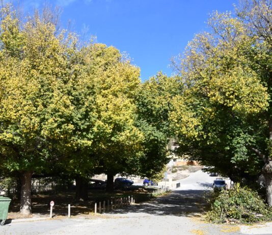 El Pinós mejora la seguridad de los olmos de Las Encebras