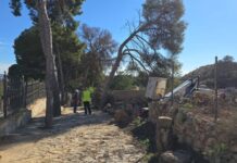 Novelda lleva a cabo trabajos de mejora forestal