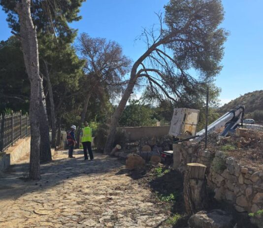 Novelda lleva a cabo trabajos de mejora forestal