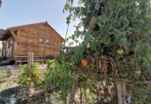 Novelda concederá 38 parcelas de los Huertos Ecológicos municipales