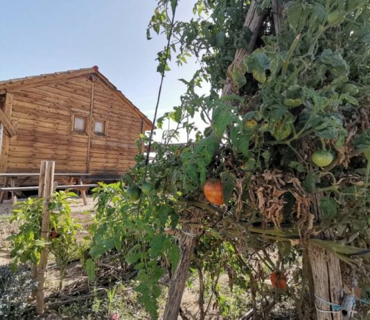 Novelda concederá 38 parcelas de los Huertos Ecológicos municipales