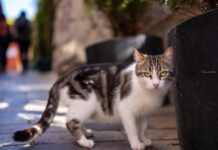 Petrer renueva el convenio para el control de las colonias felinas