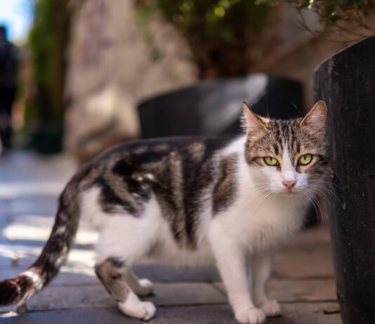 Petrer renueva el convenio para el control de las colonias felinas