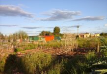 Aspe convoca la concesión de huertos ecológicos