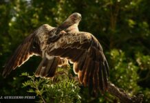 Petrer acoge una exposición fotográfica de Joaquín Guillermo Pérez