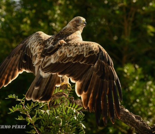 Petrer acoge una exposición fotográfica de Joaquín Guillermo Pérez