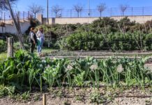 Elda inicia el plazo para solicitar las parcelas de los huertos ecológicos