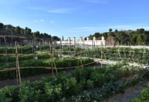 Petrer cederá los huertos populares de la Finca Ferrusa