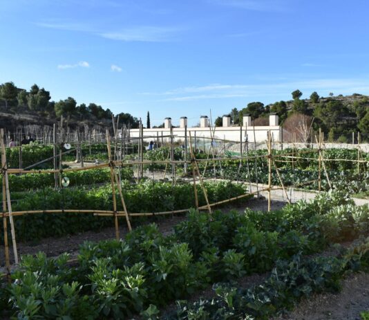 Petrer cederá los huertos populares de la Finca Ferrusa