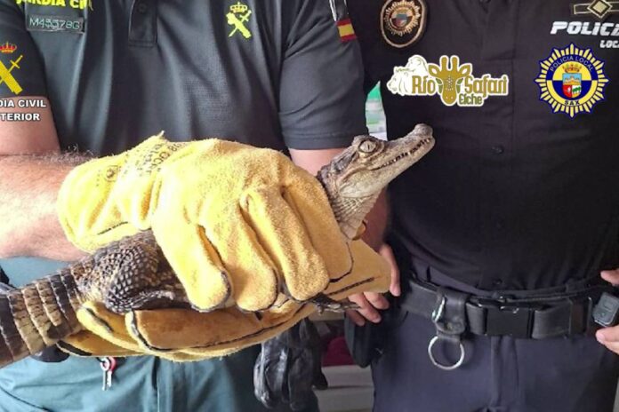 caiman