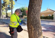 Novelda refuerza la prevención frente a la procesionaria