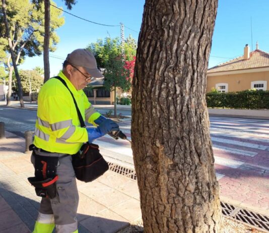 Novelda refuerza la prevención frente a la procesionaria